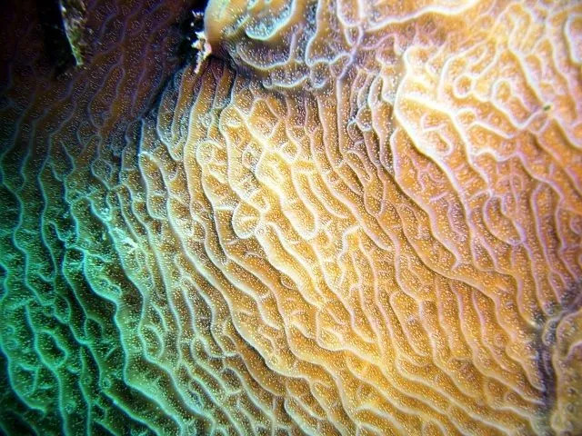 Zabawne fakty dotyczące koralowców z sałaty dla dzieci