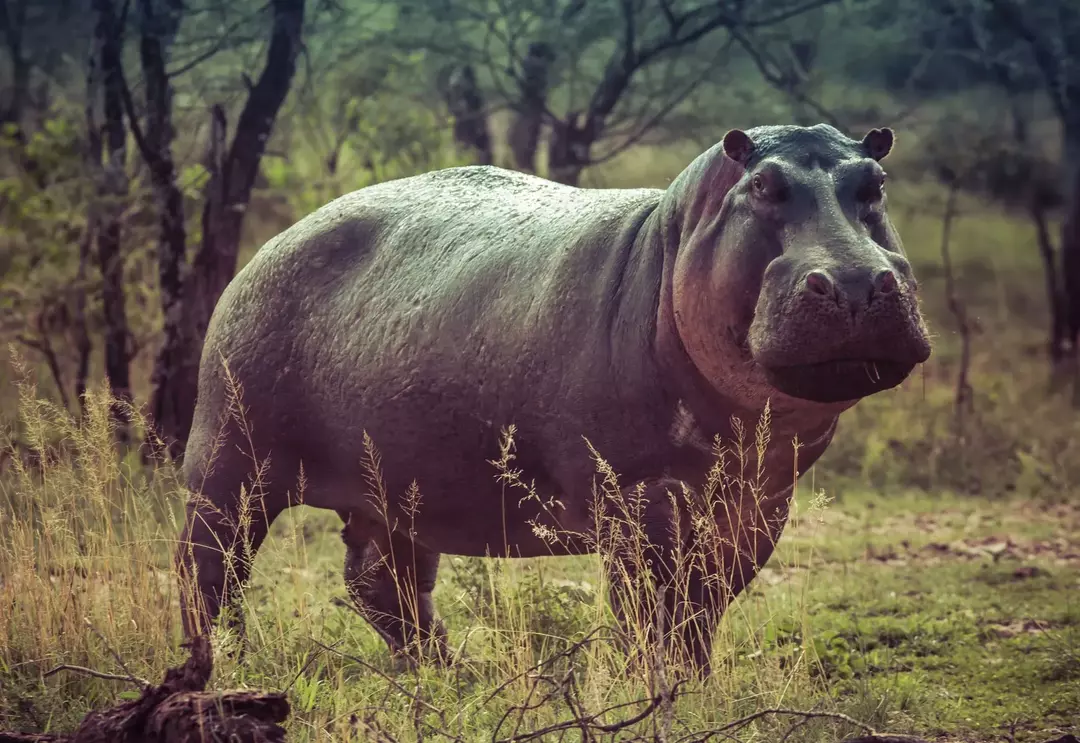 Потта на хипопотама е розово-червена на оттенък поради антибактериалните пигменти, които отделят. Предпазва от вредното UV лъчение от слънцето и предпазва микроорганизмите.