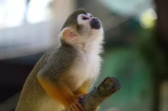 Capuchin Monkey Lifespan: Hvor lenge lever de i naturen og som kjæledyr