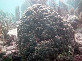 Disse revbyggende korallene kan komme i en rekke forskjellige farger, størrelser og teksturer.