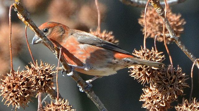 Les faits sur les becs-croisés rouges concernent tous ces oiseaux colorés aux becs croisés.