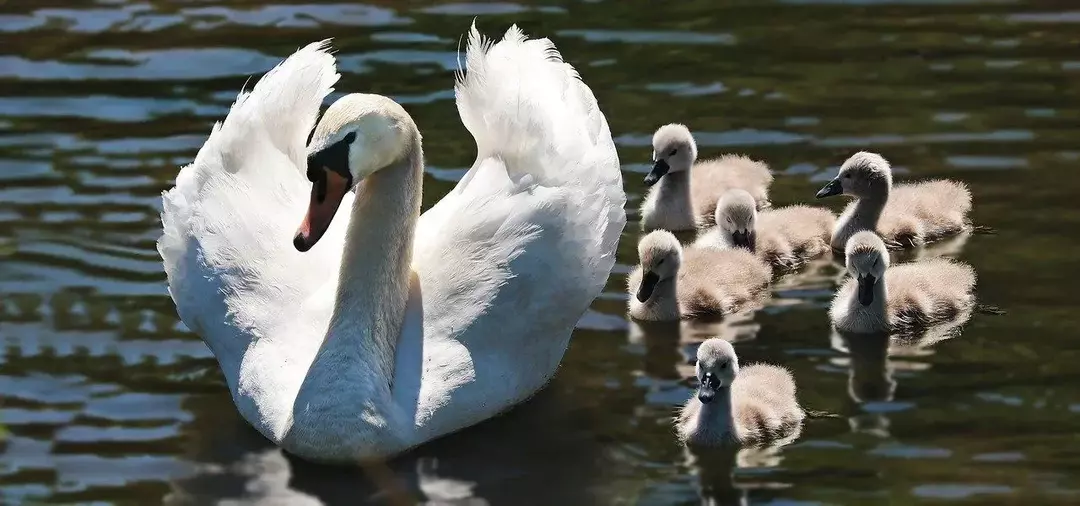 Kako se zove beba labud? Evo svega što trebate znati!
