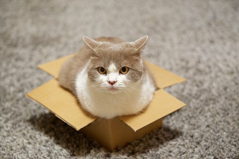 Dlaczego koty lubią pudełka Wyjaśnienie zabawnego zachowania kotów