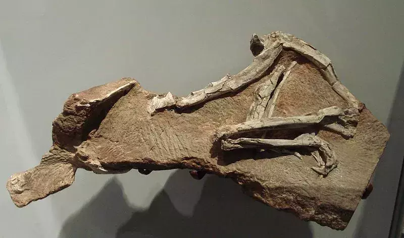 Примерак овог диносауруса није пронађен у добром стању, а фосил из касног тријаског периода у историји указује на њихову малу величину и малу тежину.
