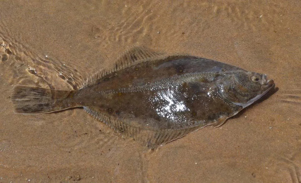 Schol is een ruitvormige platvis met beide ogen aan de rechterkant van zijn kop.