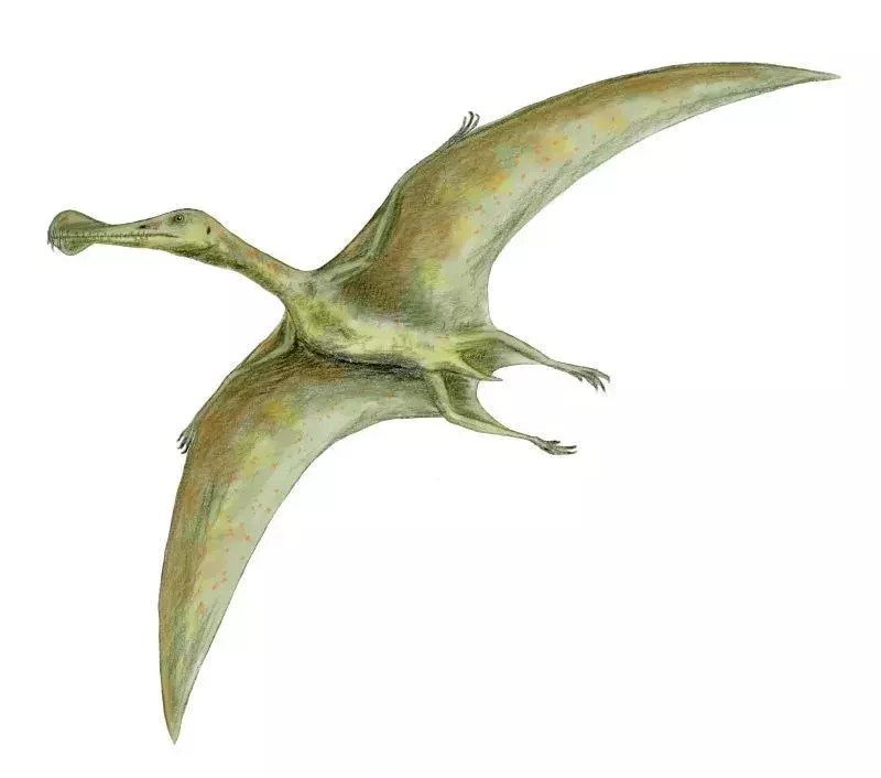 Vedel si? 17 Neuveriteľných faktov o Ornithocheirus