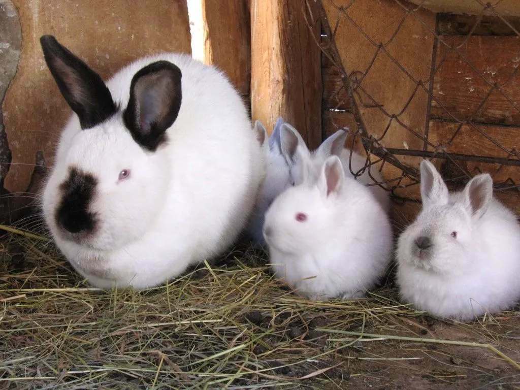 Roliga Kalifornien vita kanin fakta för barn