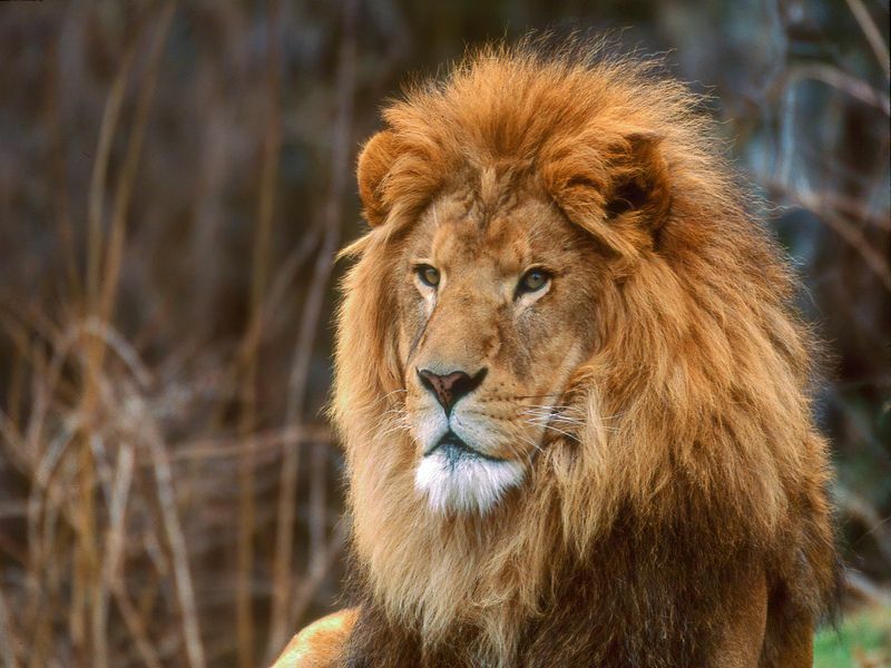 Тигрите по-големи ли са от лъвовете Коя е най-голямата котка в света