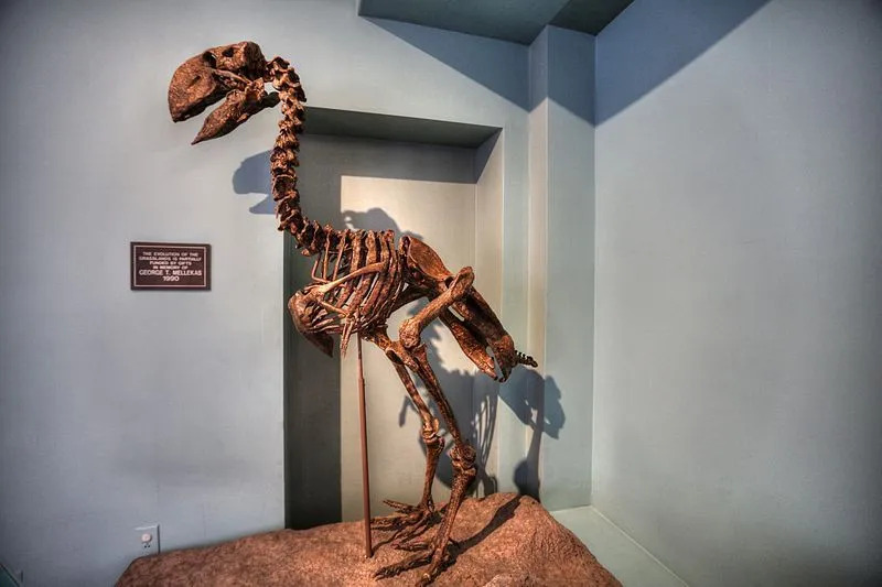Disse store flygeløse pattedyrene med lang nebb i New Mexico ble oppdaget fra eocen-perioden i historien.