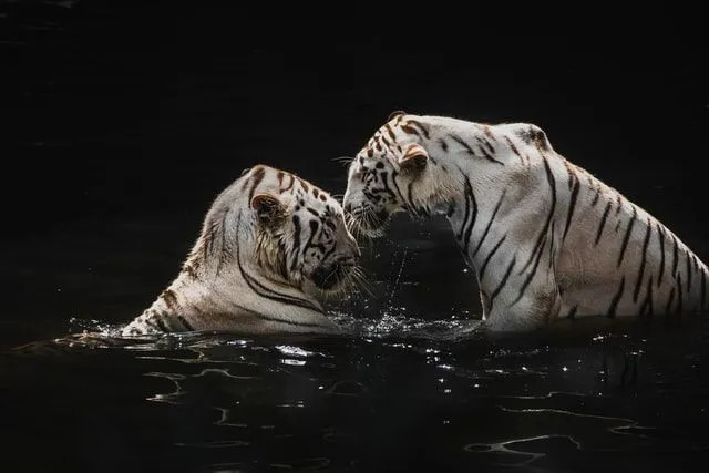 Bílý tygr může snadno plavat a lovit ve vodě.