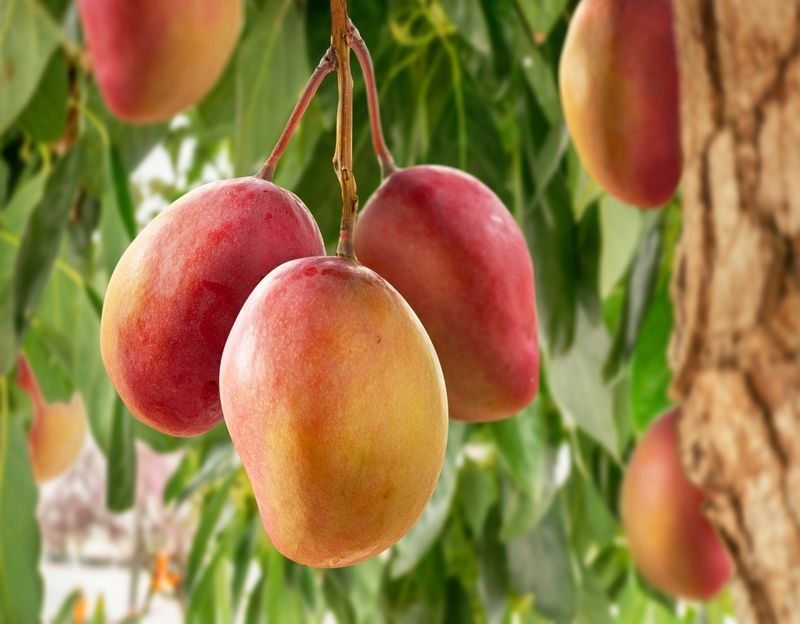 Jak vypadá zralé mango Fakta o šťavnatém a zábavném ovoci pro děti
