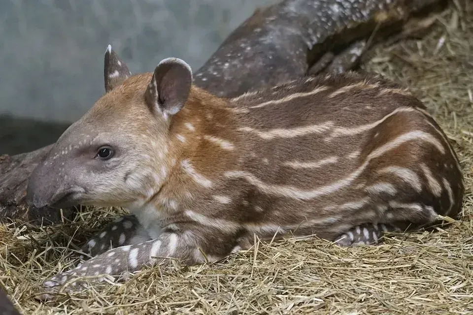 Baby tapirer er søte.