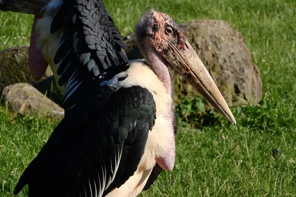 Når vi snakker om Marabou-storkens (Leptoptilos crumeniferus) hode og nakke, er den vanligvis skallet uten fjær bortsett fra kanskje en hårtot.