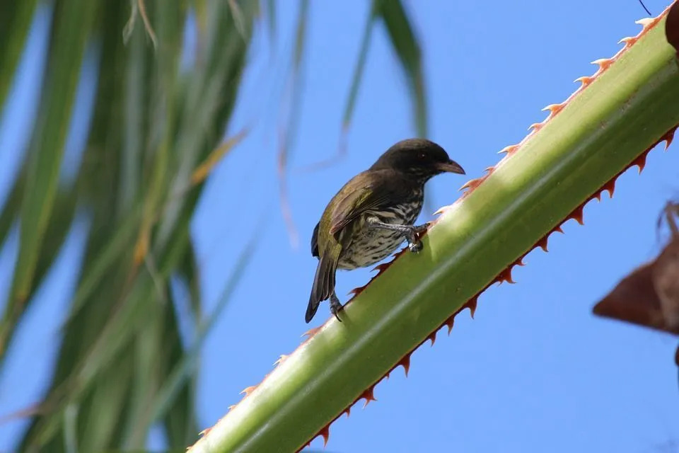 Bu kuş türünün karnındaki güzel kahverengi çizgiler, onu Dominik Cumhuriyeti'ndeki diğer kuşlar arasında öne çıkaran şeydir.