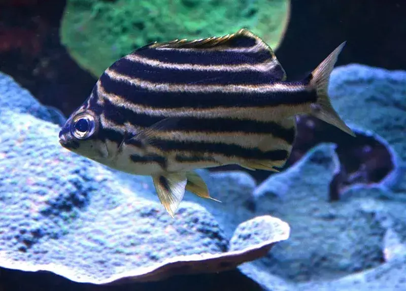 Стрипеи је позната акваријумска риба по својим трновима.