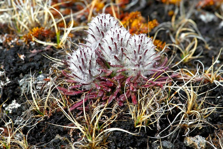 Биљке на Арктику Ево листе биљних врста које расту на Арктику