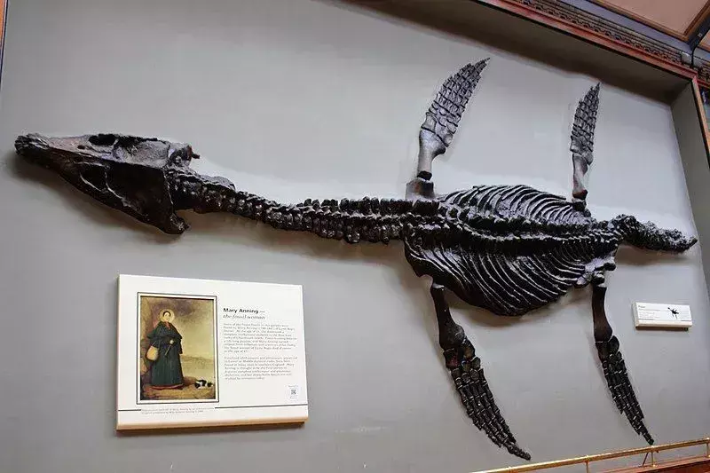 15 datos fantásticos sobre el Rhomaleosaurus para niños