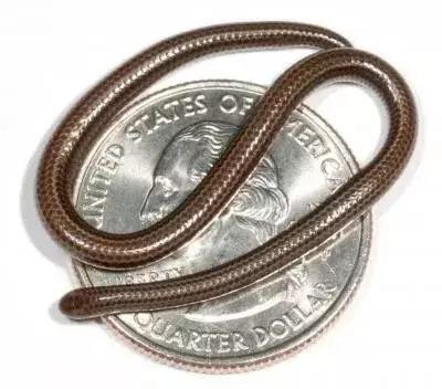 Na světě existují různí hadi, kteří jsou opravdu malých rozměrů a vypadají jako žížaly.