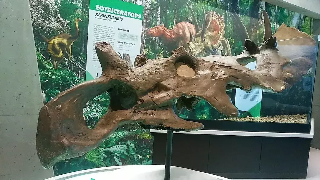 Coronosaurus kafatası, müzedeki kalıntılarında görüldüğü gibi, ona tuhaf bir görünüm kazandıran, tepesinde fırfır benzeri bir yapıya sahip bir taçtan oluşuyordu.