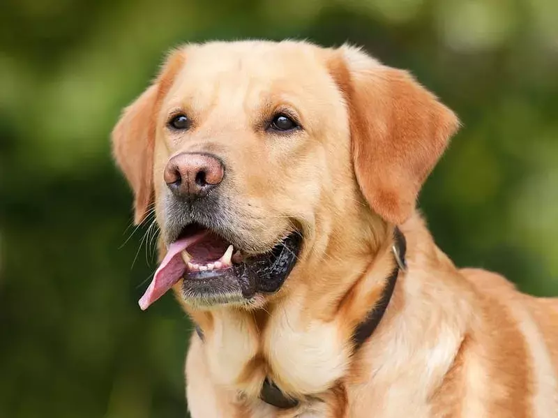 15 фактів Pawfect про собак Лабернез, які сподобаються дітям