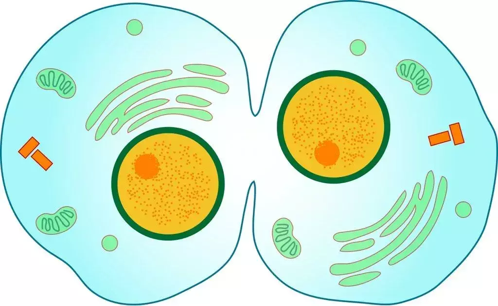 12 fantastiske cellemembranfakta for barn