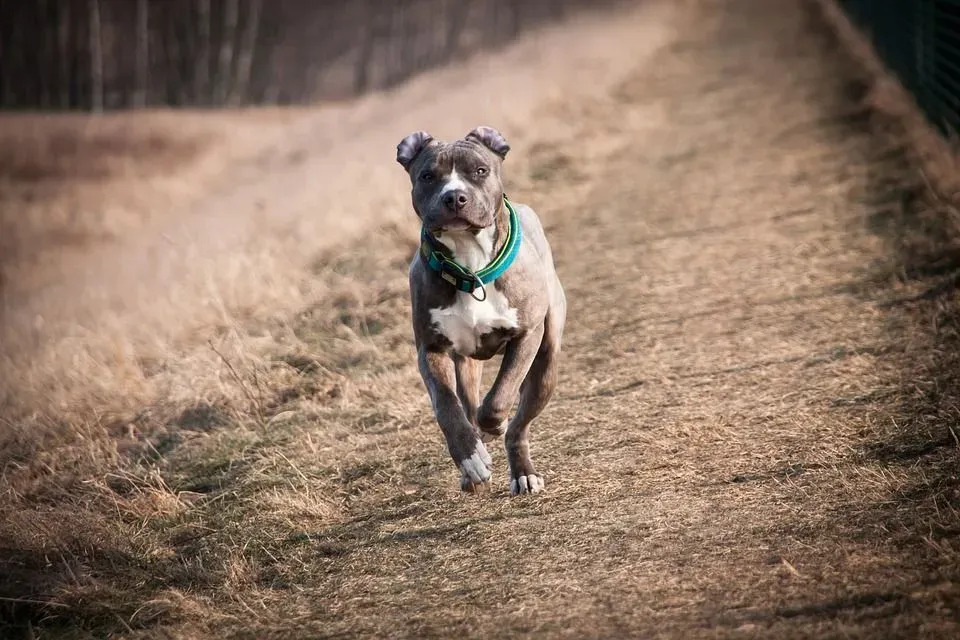 Os fatos do American Staffordshire Terrier são esclarecedores para a obtenção de cães.
