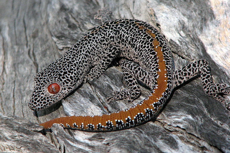 Çocukların Seveceği Büyük Altın Kuyruklu Gecko Gerçekleri