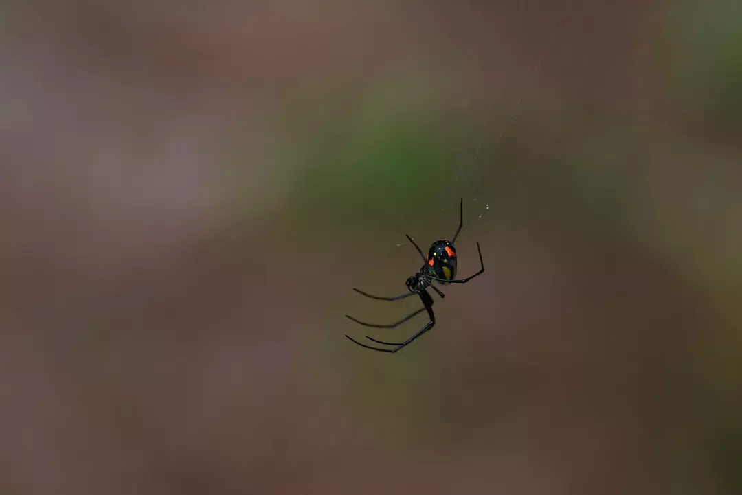 Creepy Crawlies: kas ämblikud on öised? Kas ämblikud magavad öösel?
