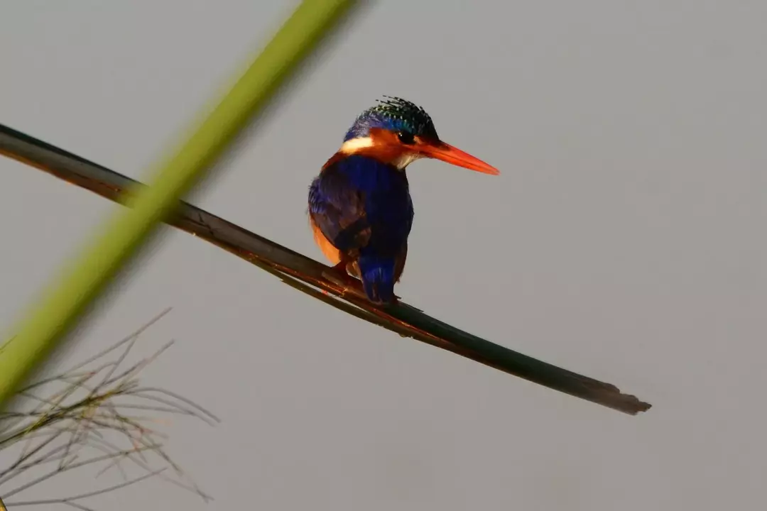 17 Malakiitti Kingfisher-faktaa, joita et koskaan unohda