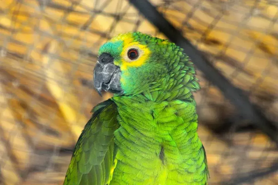 Zabavna dejstva o Amazonki s pomarančnimi krili za otroke