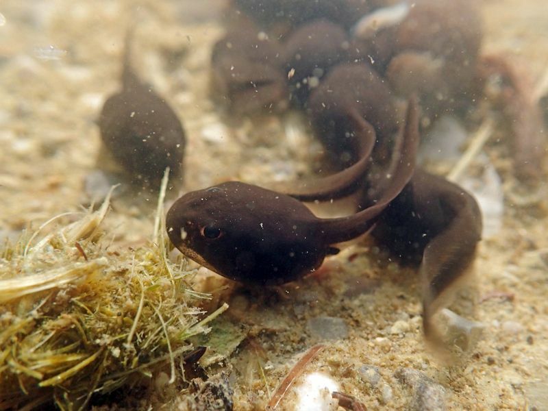 Víz alatti felvétel a varangy ebihalakról