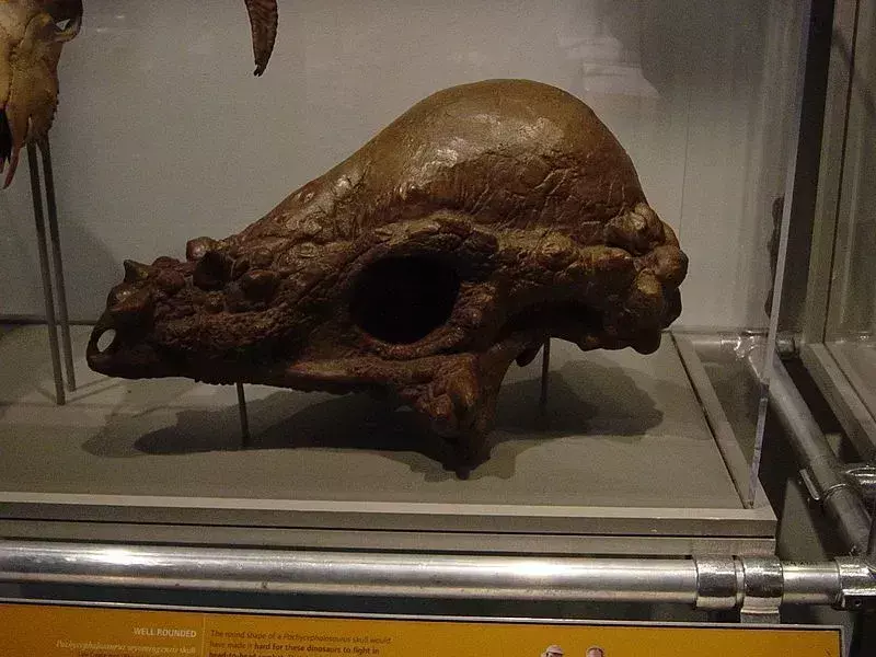 Pachycephalosaurus mal silnú a hrubú hlavu.