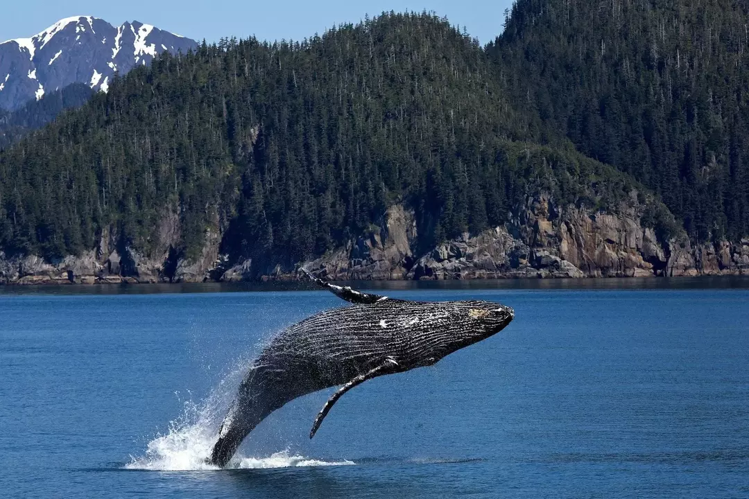 Kuprotieji banginiai ir delfinai dažnai matomi nardantys po Atlanto vandenyno paviršiumi.