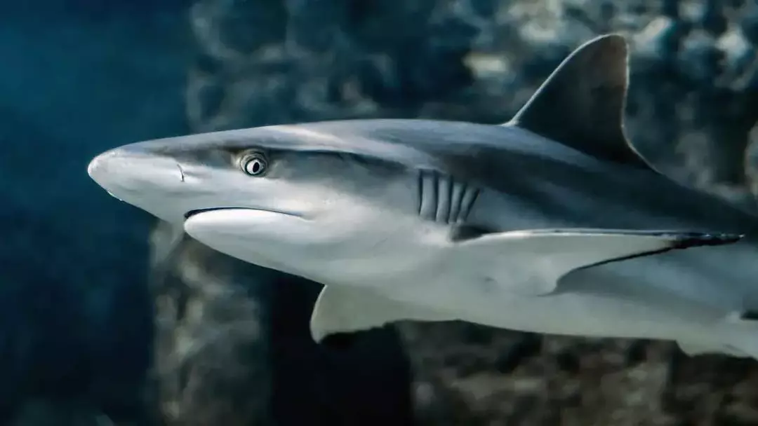 'Buscando a Nemo' Bruce es un tiburón amigable en la película.