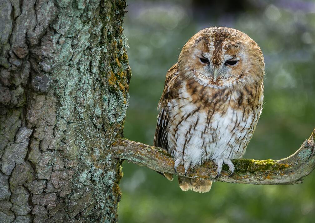 Tawny Owl: 15 ფაქტი, რომელსაც არ დაიჯერებთ!