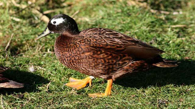Los patos de Laysan tienen plumas dominadas de color marrón en su cuerpo.