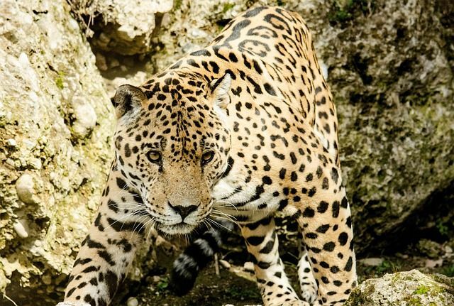 Morsomme Jaguar-fakta for barn