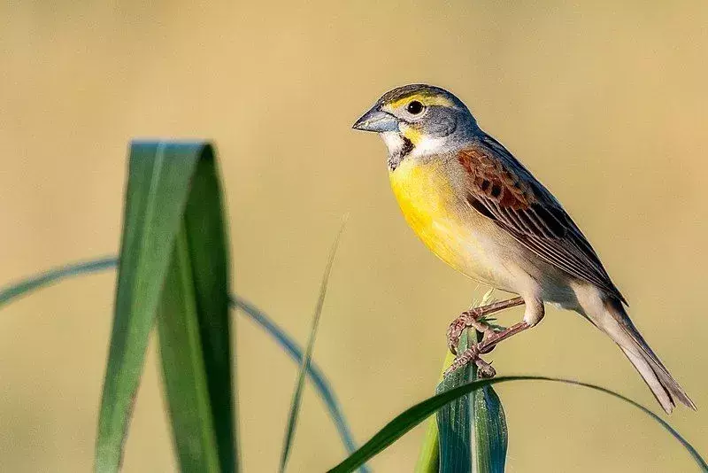 13 faktů o ptácích Dickcissel, na které nikdy nezapomenete