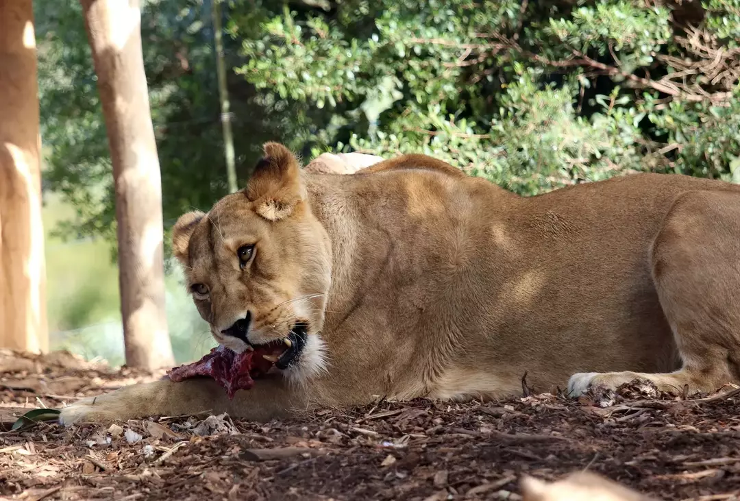 Какво ядат лъвовете? Къде се намират в хранителната верига