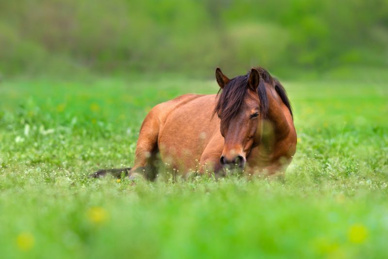 Comment les chevaux dorment-ils? Faits étonnants sur le sommeil que vous ne saviez pas