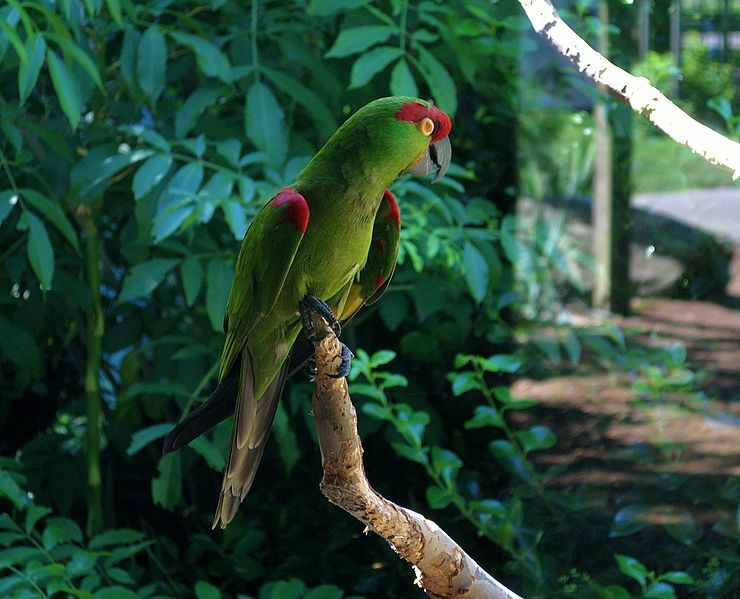 Amaze-wing fakta om den tjocknäbbade papegojan för barn
