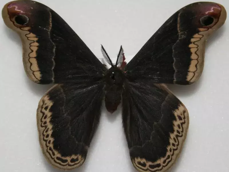 Fakta om Promethea Moth du aldri vil glemme