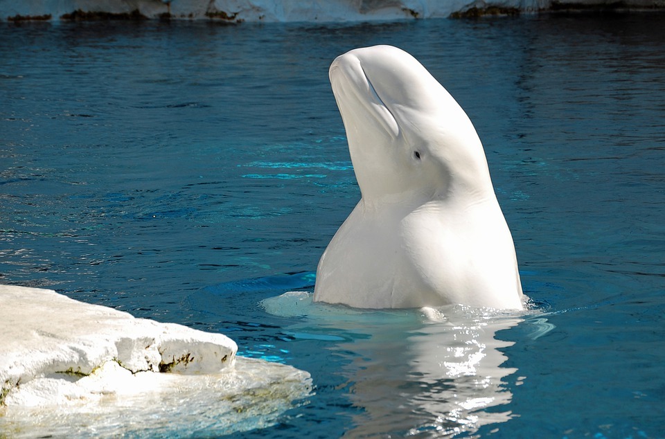 Ropný a plynárenský průmysl spolu s hlukem nepříznivě ovlivnily velryby běluhy, které se potulují v arktických a subarktických vodách.