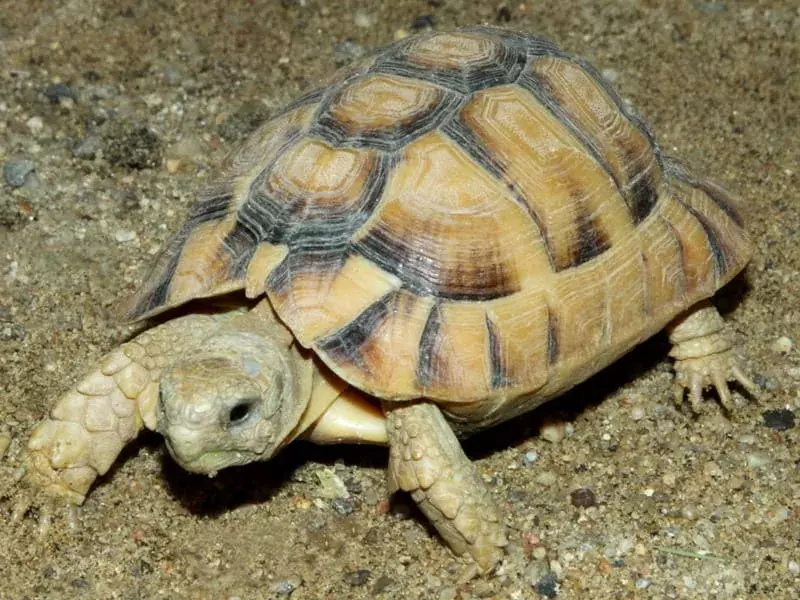 Věděl jsi? 17 neuvěřitelných faktů o egyptské želvě