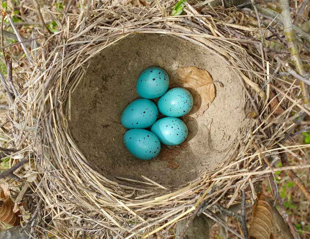 둥지에 파란 계란