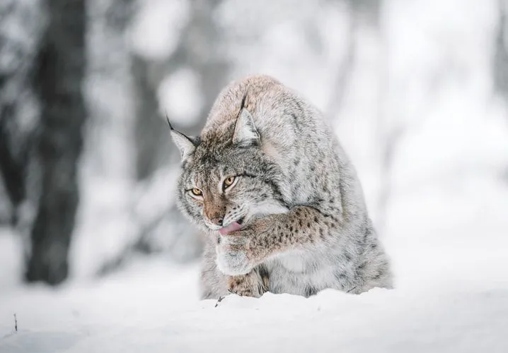 Kanada Lynx-fakta du aldrig kommer att glömma