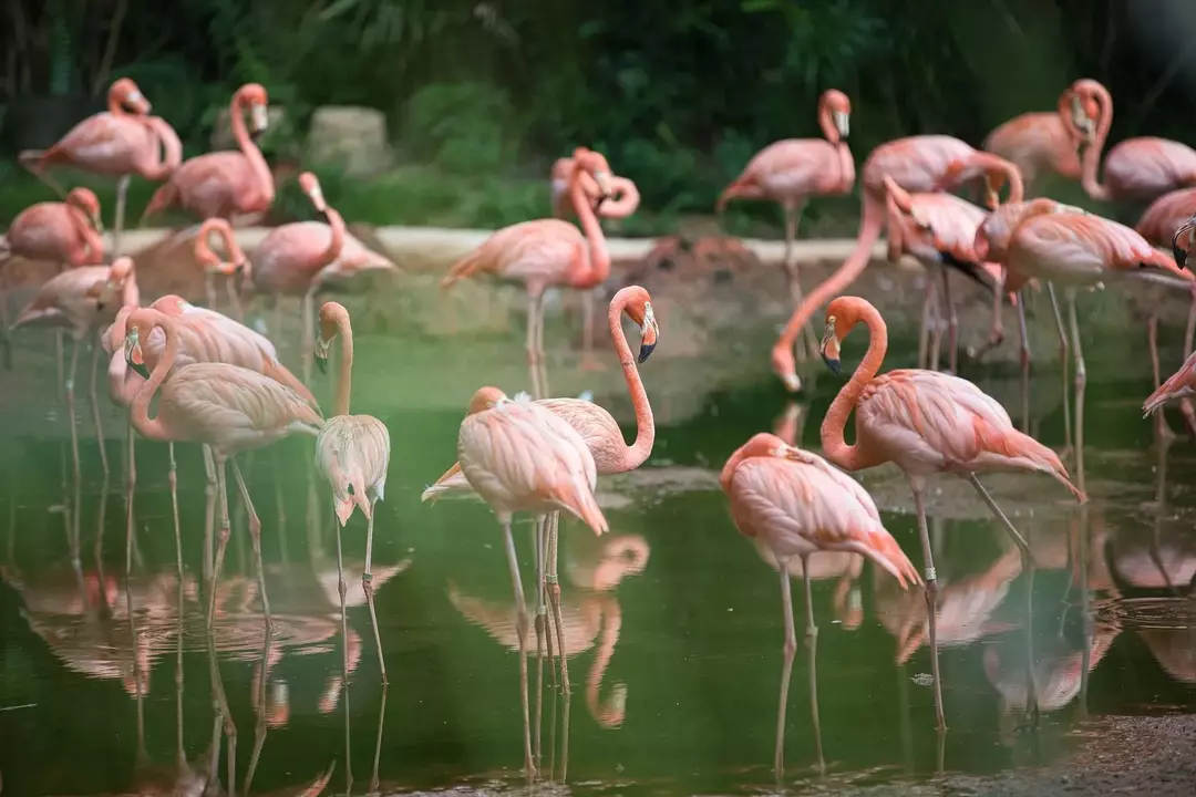 Hva spiser flamingoer? Liste over matvarer og morsomme fakta