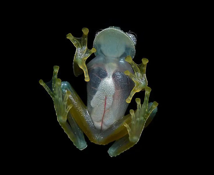 Факти за стъклената жаба, които никога няма да забравите