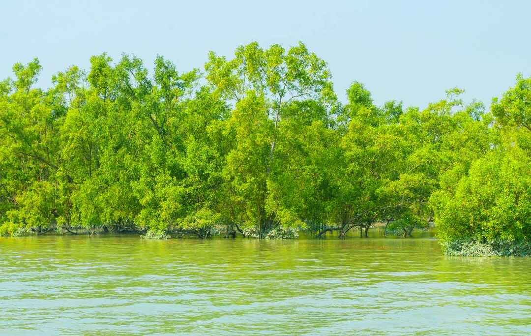 Mangroves dans le delta du Gange dans la région des Sundarbans