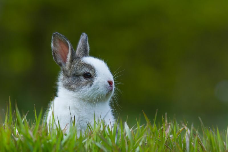 아기 토끼가 몇 살인지 알아보는 방법 동물에 관한 사실